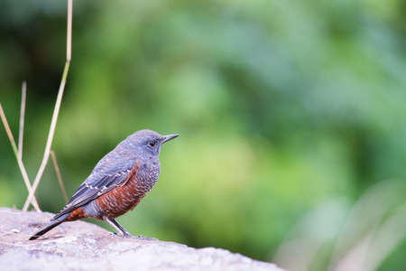 Blue Rock Thrush-Monticola solitarius, Kanagawa Prefecture Japanの写真素材