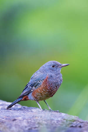 Blue Rock Thrush-Monticola solitarius, Kanagawa Prefecture Japanの写真素材