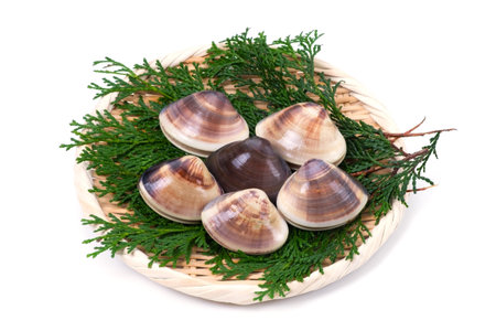 hard clam-Meretrix lamarckii