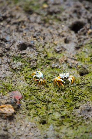 Fiddler crab-Uca vocans, Okinawa Prefecture Japanの写真素材