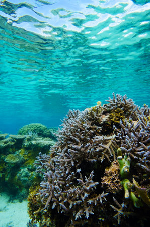 Acroporidae-Acropora sp , Okinawa Prefecture Japanの写真素材