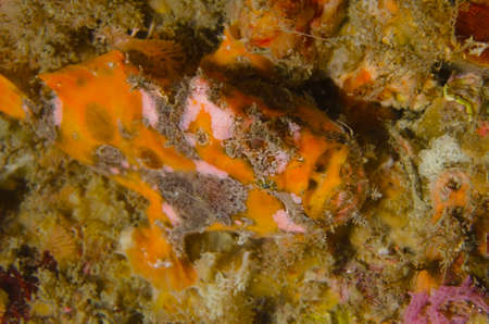 Frogfish-Antennarius striatus, Kanagawa Prefecture Japanの写真素材