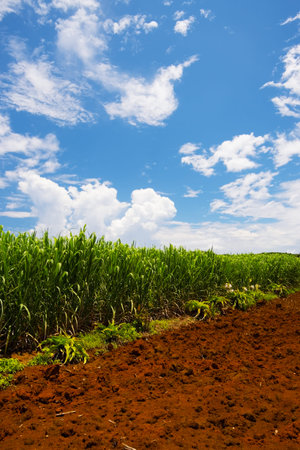 Sugar Cane Field-Saccharum officinarum, Okinawa Prefecture Japanの写真素材