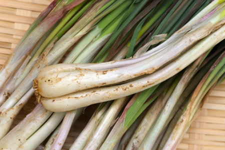 Rakkyo-Allium chinense, Tokyo Metropolis Japan, 2014 2 11 の写真素材