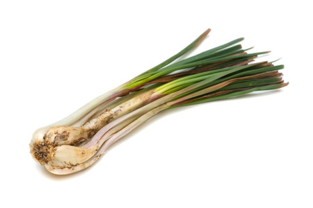 Rakkyo-Allium chinense, This image is available for clipping work の写真素材