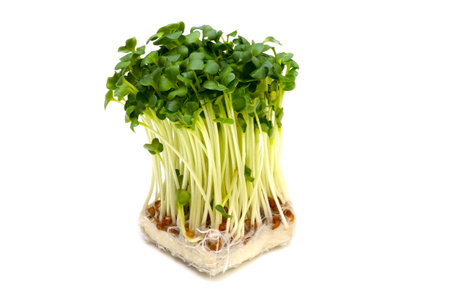 Radish sprouts-Raphanus sativus, This image is available for clipping work の写真素材