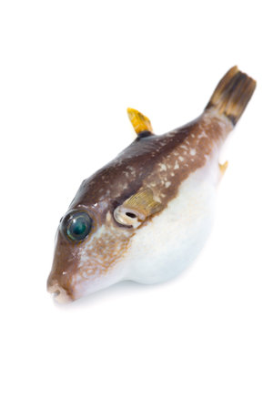 Scribbled Toby-Canthigaster rivulata, on white background.の写真素材