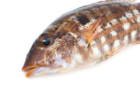 Young Fish of Threadfin Emperor-Lethrinus genivittatus, on white background.