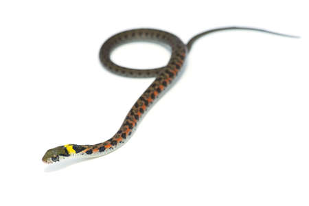 Tiger Keelback-Rhabdophis tigrinus, on white background.の写真素材