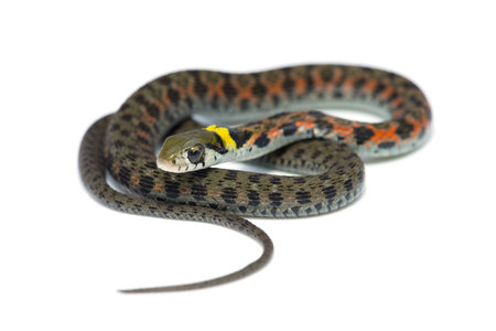 Tiger Keelback-Rhabdophis tigrinus, on white background.の写真素材
