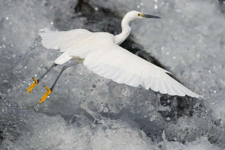 Flying Little Egret-Egretta garzettaの写真素材