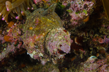 Horned Turban-Turbo cornutusの写真素材