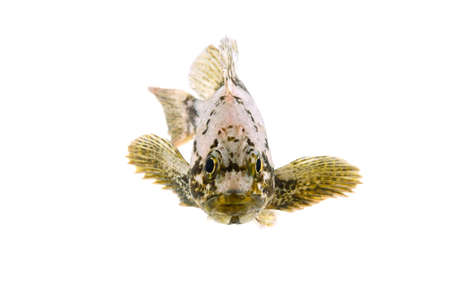 Spotbelly Rockfish-Sebastes pachycephalus, on white background.の写真素材