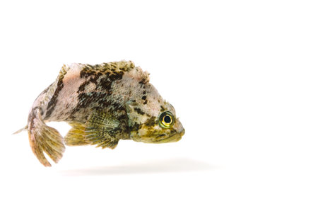 Spotbelly Rockfish-Sebastes pachycephalus, on white background.