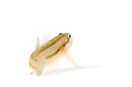 Female Chameleon Goby-Tridentiger trigonocephalus, on white background.の写真素材