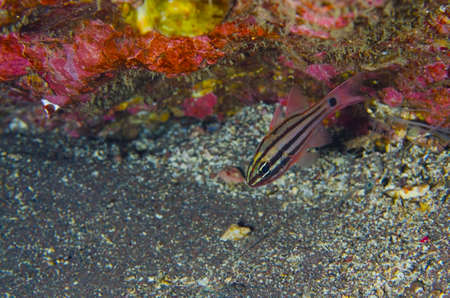 Fourstripe Cardinalfish-Apogon doederleini, Kanagawa Prefecture/Japan, 2013/2/24.の写真素材
