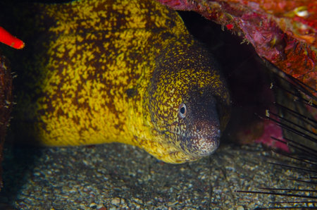 Moray Eel-Gymnothorax kidako, Kanagawa Prefecture/Japan, 2013/2/24.の写真素材