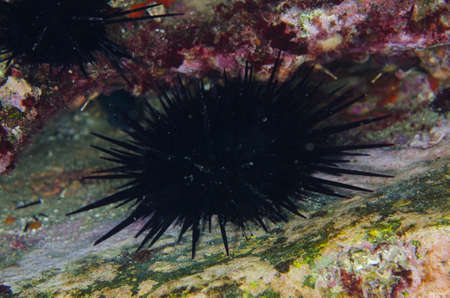 Purple sea urchin-Anthocidaris crassispina, Kanagawa Prefecture/Japan, 2013/2/24.の写真素材