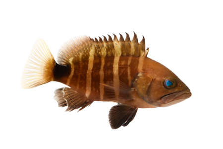 Sevenband Grouper-Epinephelus septemfasciatus, on white background.の写真素材