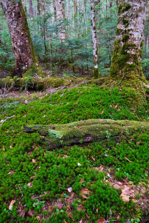 The Carpet of the Moss, Nagano Prefecture/Japan, 2013/6/6.の写真素材