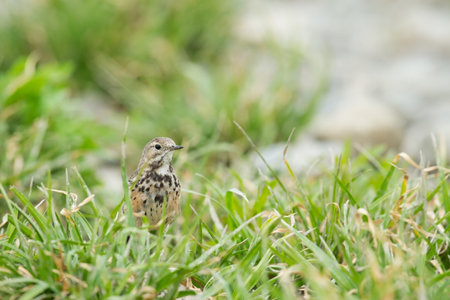 Water Pipit-Anthus spinoletta, Tokyo Metropolis/Japan, 2013/3/23.の写真素材