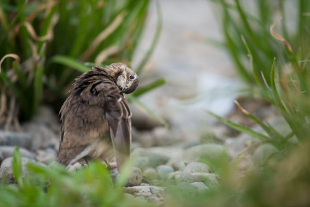 Water Pipit-Anthus spinoletta, Tokyo Metropolis/Japan, 2013/3/23.の写真素材