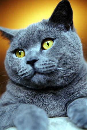 British Blueの写真素材