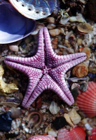 Starfishの写真素材