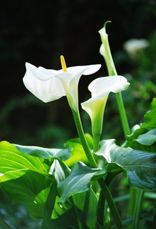 Arum Lilyの写真素材