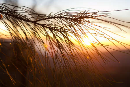 Sunrise Mountains.Bali Nature Morning Volcano Viewpoint.Mountain Trekking, View Landscape. Nobody photo. Horizontal picture. Closeup Spruce Branch. The first rays of the rising sunの写真素材
