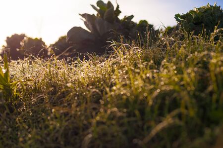 Photo Fresh Green Organic Vegetables Asian Village Home Field.Sun Highlights Morning Dew Grass Blurred background. Wild Nature Picture. Horizontal.Highly Detailed Image.Be Veganの写真素材