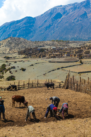 Phot Nepal People Working Hard Terrace Mountains Village. Vertical Photoの写真素材