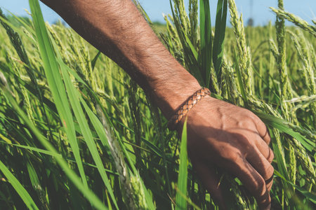 Young farmer walking through the cereal field and touching green ears of crop. Beautiful nature...