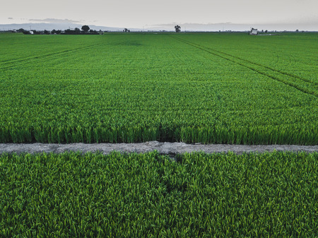 Aerial drone view of green country field with row lines, top viewの写真素材