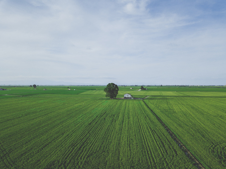 Aerial drone view of green country house field with row lines, top viewの写真素材