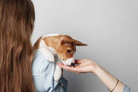 Handsome redhead hair young female hugging and kissing her puppy basenji dog. Love between dog and owner. Isolated on white background.の写真素材