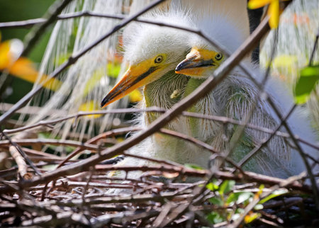 Cattle egret chicks in the nest of a mangrove tree