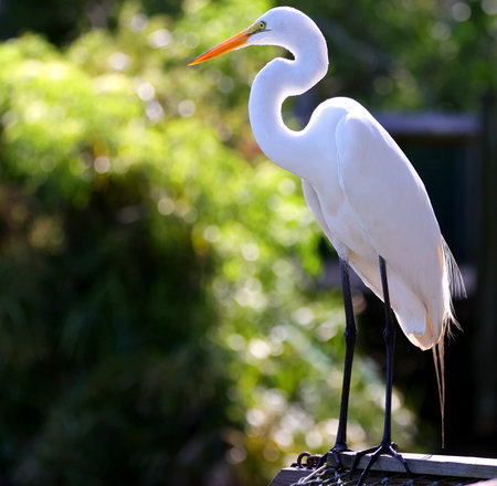 Great egret standing on a fence in the park on a sunny day