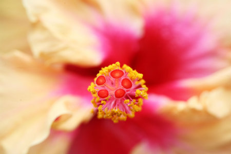 close up of the pistil of a hibiscus flowerの写真素材