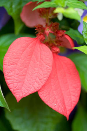 close-up ofred leaves plant in the gardenの写真素材