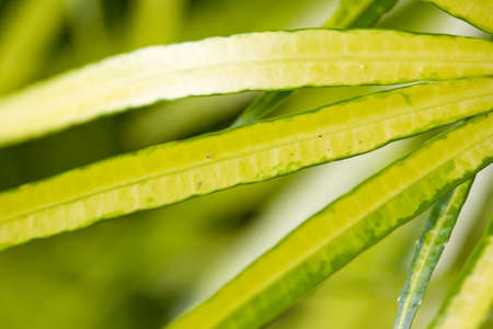 close-up of bunch of long shape green leavesの写真素材