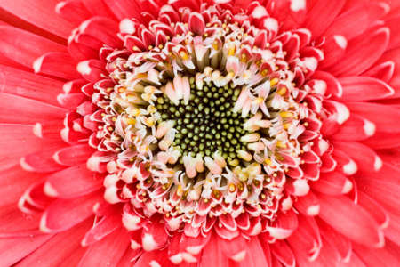 close-up of a daisy with pink petalsの写真素材
