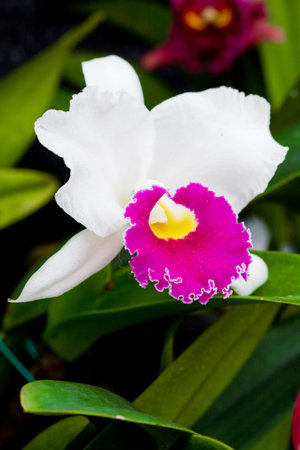 colorful orchids blooming in the gardenの写真素材