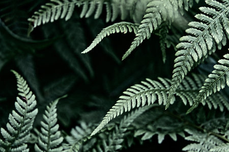 Fern branchesの写真素材