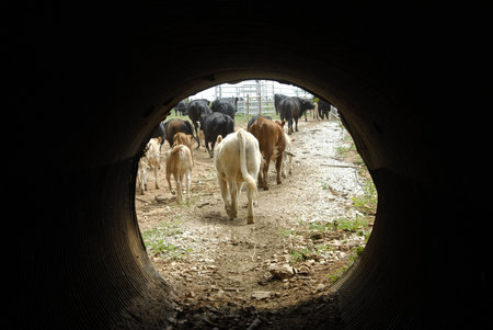 Cattle crossing under highway through culvert                                   の写真素材