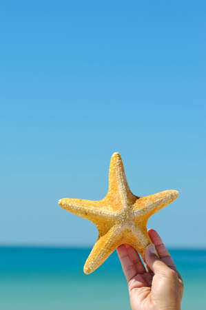 Woman's Hand Holding a Starfish の写真素材