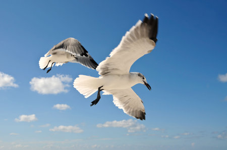 Seagulls In Flight 