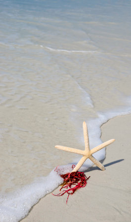 Starfish and Red Sea Weed in the Surfの写真素材