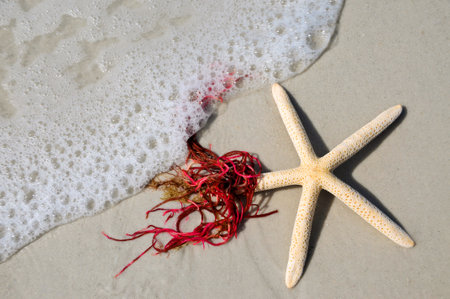 Starfish and Red Sea Weed in the Surfの写真素材