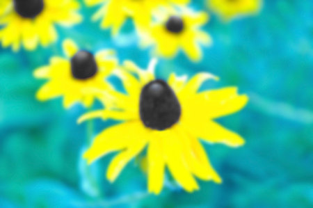 An Abstract Floral  Image of a Black Eyed Susanの写真素材